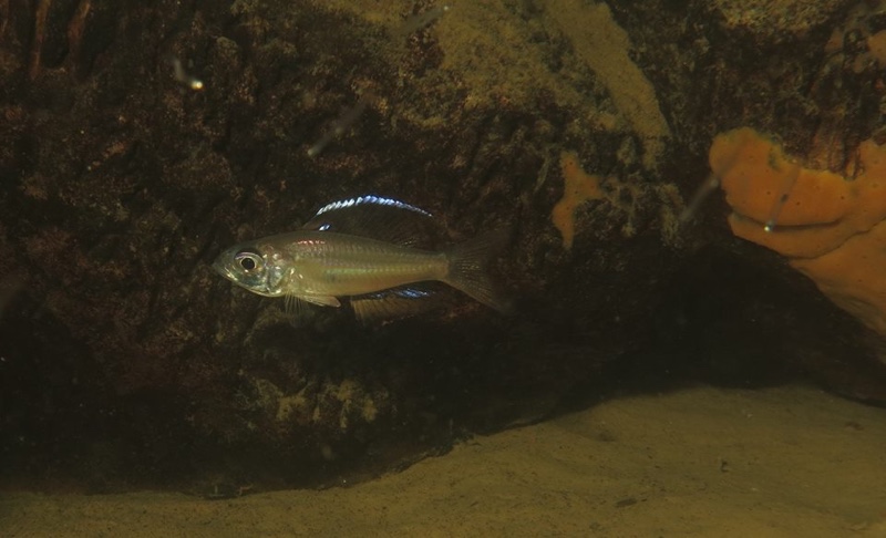 Trematocara stigmaticum 'Kalambo Lodge'